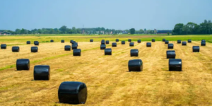 silage film cost by bulk