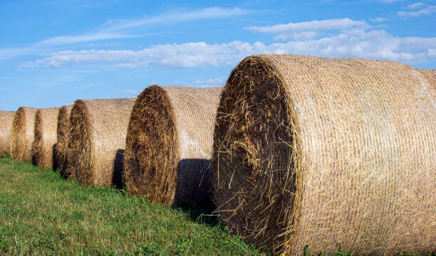 Net Wrap The Environmental Impact of Net Wrap in Australian Agriculture