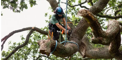 Tree Removal Adelaide Hills’ Safe and Sustainable Solutions for Local Properties