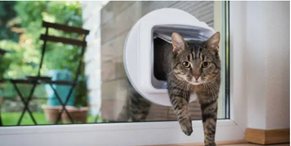 Pet doors Adelaide’ Beat the Adelaide Heatwaves with Energy-Efficient & Microchip Pet Doors