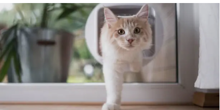 Pet Doors Adelaide’ How to Choose the Right Pet Door for Security, Weather Protection, and Modern Home Design